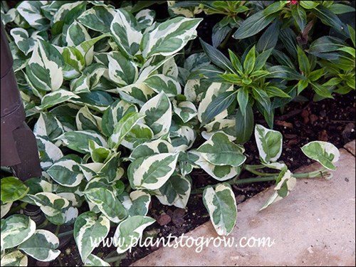 N Joy Devils Ivy (Epipremnum aureum)